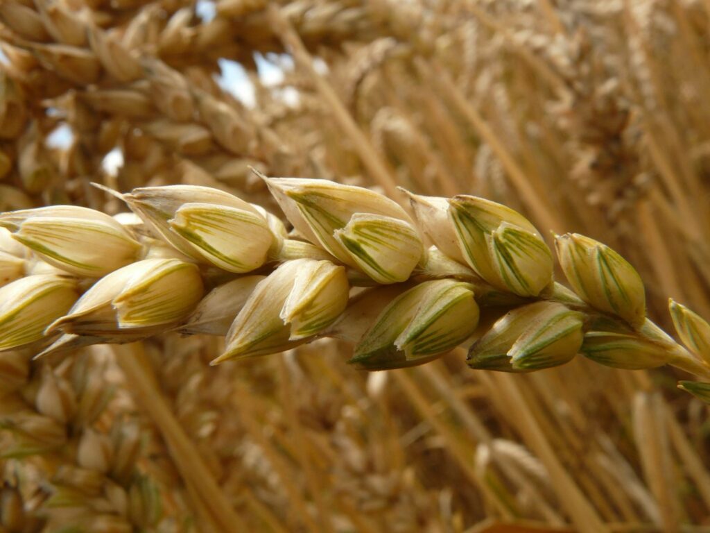 Close-up de um ramo de trigo.