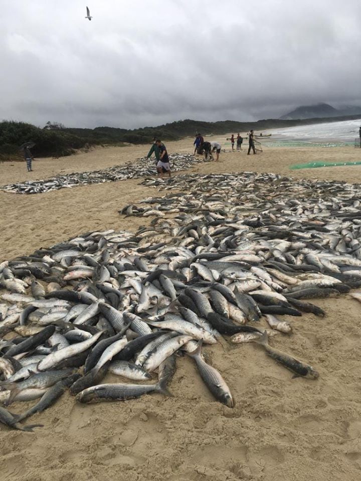 Safra da tainha: 9 mil peixes capturados na Barra da Lagoa