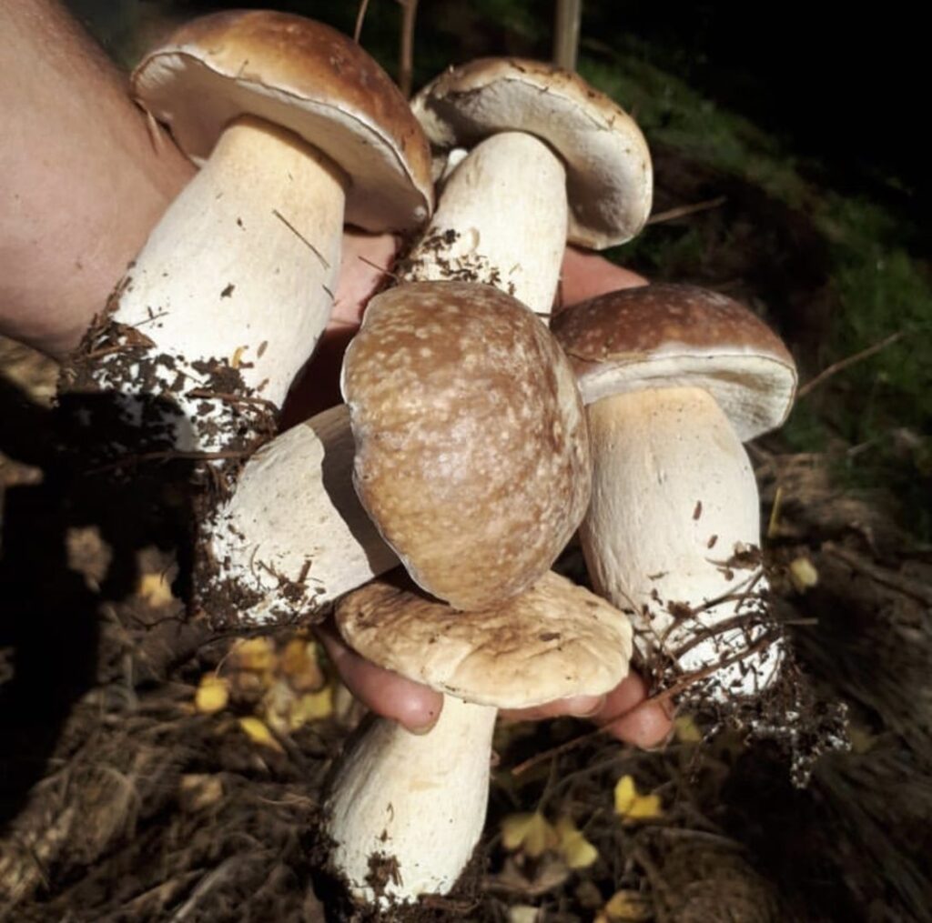 Os cogumelos silvestres da Mata Atlântica da Universina Alimentos são 100% orgânicos.