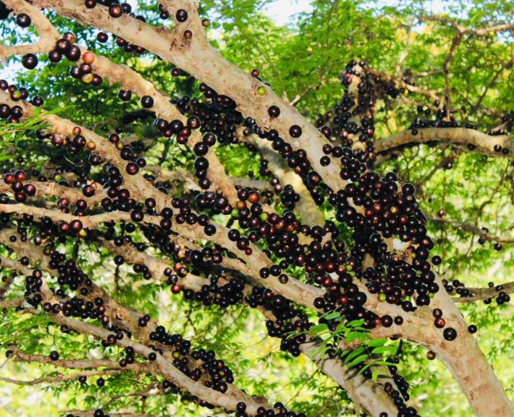 O vinho de jabuticaba do agreste alagoano é feito a partir dos frutos de 400 árvores de Palmeira dos Índios.