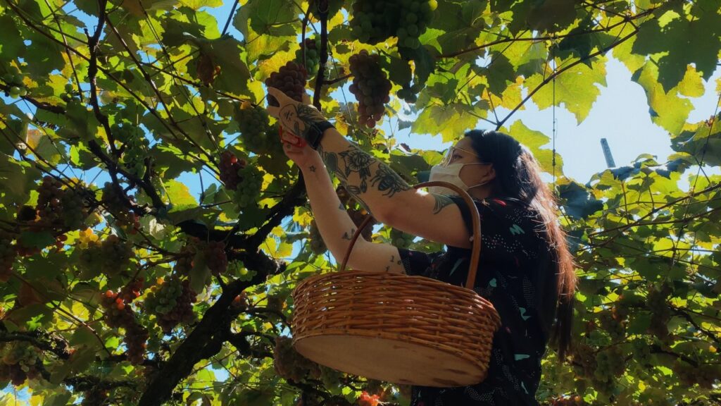 Durante as festividades da Vindima Goethe, é possível colocar a mão na massa e colher uvas.