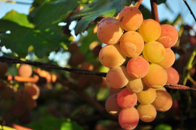As uvas Goethe são ideais para a produção de vinhos brancos, frisantes e espumantes.
