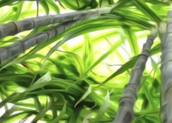 foto de cana-de-açúcar, em um canavial, vista de baixo para cima