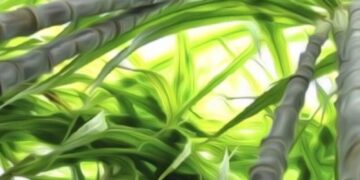 foto de cana-de-açúcar, em um canavial, vista de baixo para cima