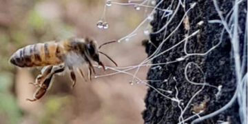 O mel que dá em árvore