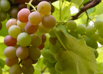 Um vinho único no mundo