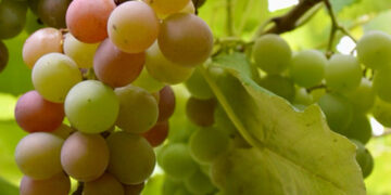 Um vinho único no mundo