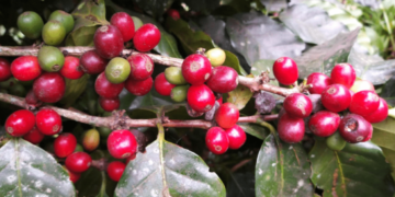 cafe catarinense tem potencial para cafe especial