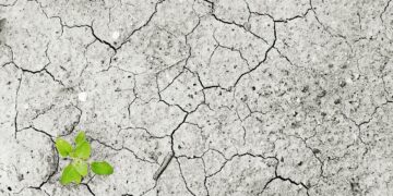 Como aquilo que comemos afeta o nosso planeta?