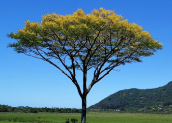 Garapuvu: tronco de fazer canoa