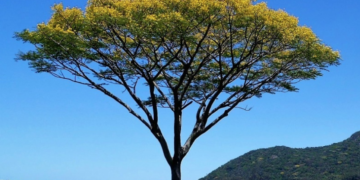 Garapuvu: tronco de fazer canoa