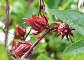 Caça ao tesouro: a arte de forragear