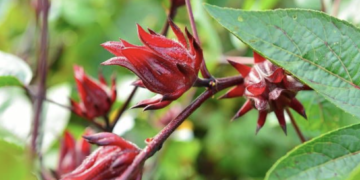 Caça ao tesouro: a arte de forragear