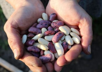 A macrobiótica nos dias de hoje