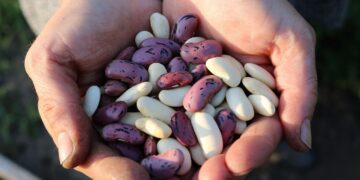 A macrobiótica nos dias de hoje