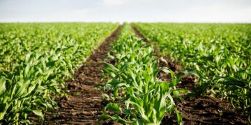 Revolução Verde: o nascimento da agricultura convencional