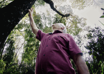 O mel que brota da árvore