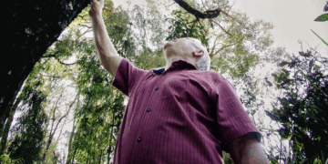 O mel que brota da árvore