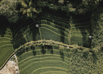 As diversas faces da agroecologia