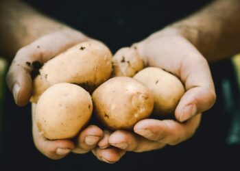 A grande fome da batata