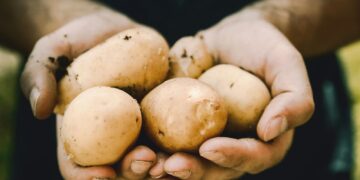 A grande fome da batata